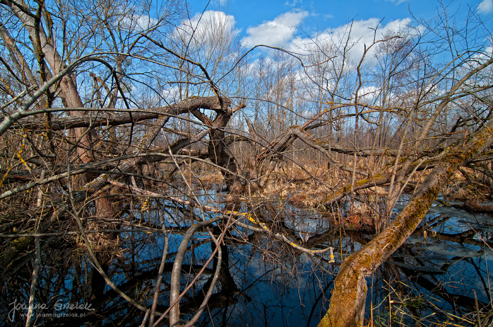 026_Biebrza - kwiecien 2013.jpg